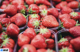 草莓怎么保存会时间长一点？可以冷冻保存吗？
